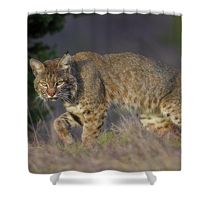 Bobcat Shower Curtain featuring the photograph Wild Bobcat by Mark Miller