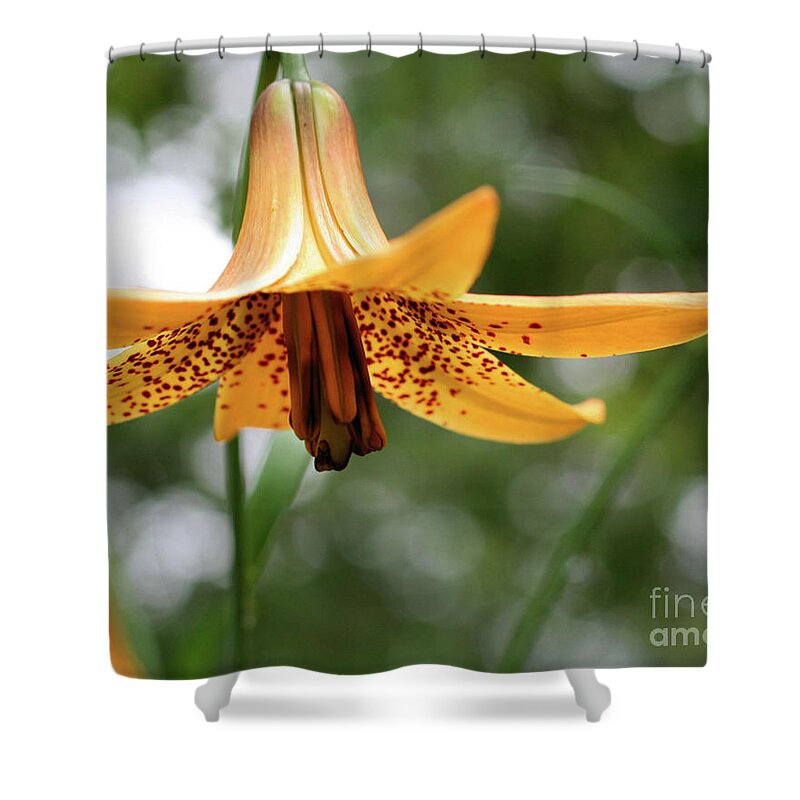Flower Shower Curtain featuring the photograph Wild Canadian Lily by Smilin Eyes Treasures