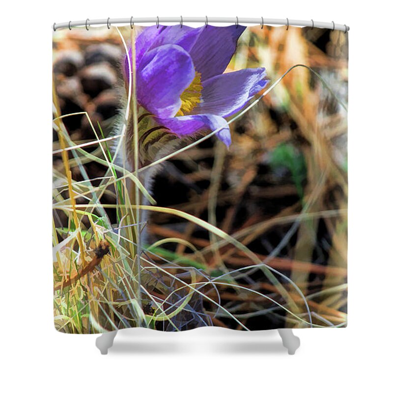 Pasque Flower Shower Curtain featuring the photograph Wild Crocus by Jim Garrison