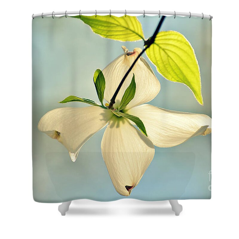 Dogwood Shower Curtain featuring the photograph Wild Dogwood Bloom 2 by Kelly Nowak