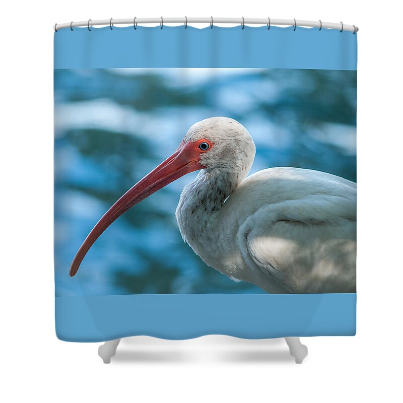 American White Ibis (eudocimus Albus) Shower Curtain featuring the photograph Wild eyed Ibis by Brian Green