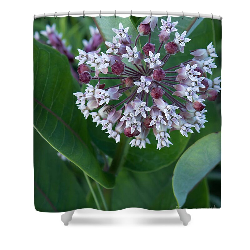 Wild Shower Curtain featuring the photograph Wild Flower Star Burst by Marc Champagne