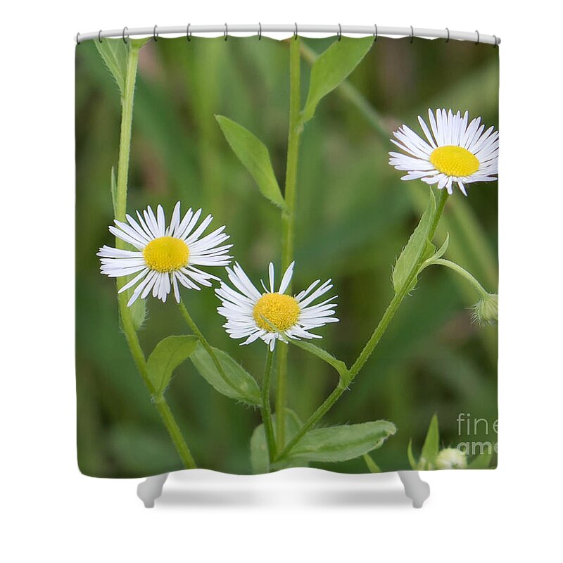 Wild Flower Shower Curtain featuring the photograph Wild Flower Sunny Side Up by Marc Champagne