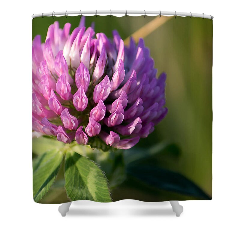 Flower Shower Curtain featuring the photograph Wild Flower Bloom by Marc Champagne