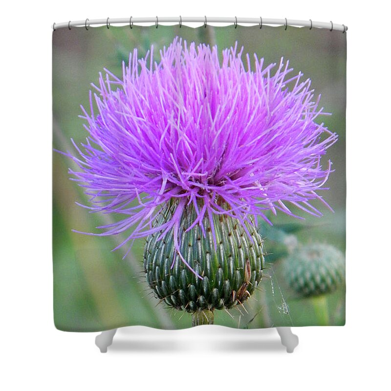Art Shower Curtain featuring the photograph Wild Flowers #2453_Photo by Barbara Tristan