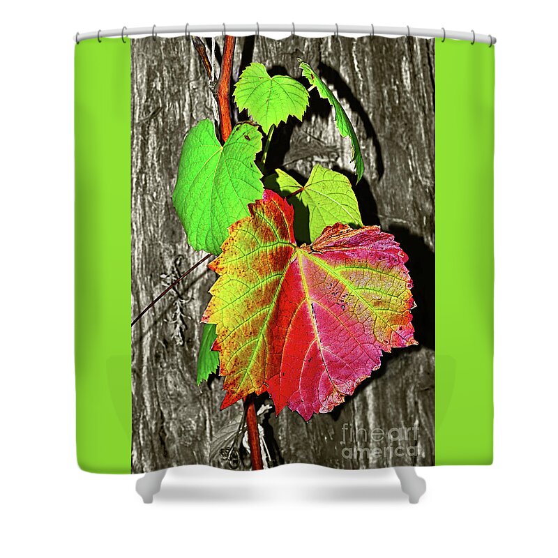 Wild Grape Vine Shower Curtain featuring the photograph Wild Grape Vine by Kaye Menner by Kaye Menner