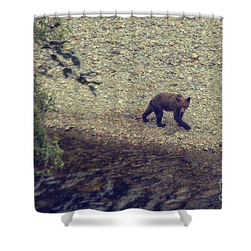 Bear Shower Curtain featuring the photograph Wild Grizzly bear by Patricia Hofmeester