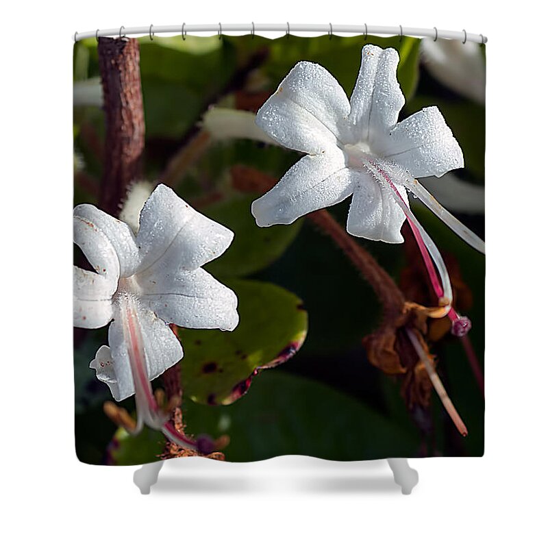 Scenery Shower Curtain featuring the photograph Wild Honeysuckle by Kenneth Albin