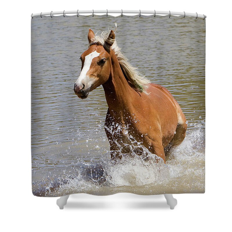 Wild Horse Shower Curtain featuring the photograph Wild Horse Splashing at the Water Hole by Mark Miller