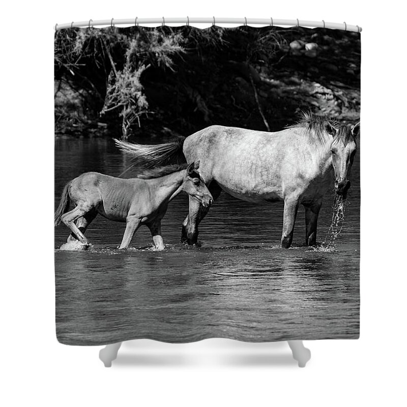 Wild Shower Curtain featuring the photograph Wild Horses Black and White by Douglas Killourie