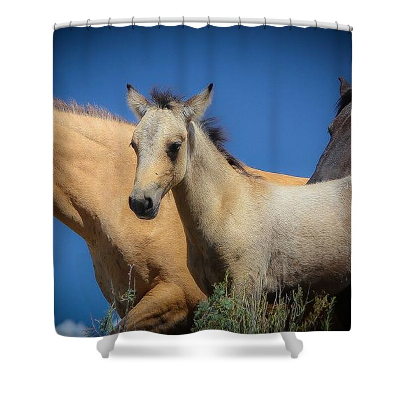 Horses Shower Curtain featuring the photograph Wild Horses on Blue Sky by Veronica Batterson