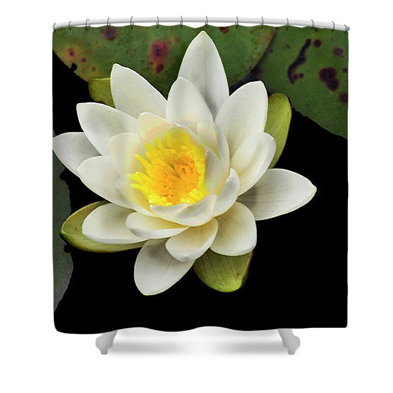 Diane Berry Shower Curtain featuring the photograph Wild Lily by Diane E Berry