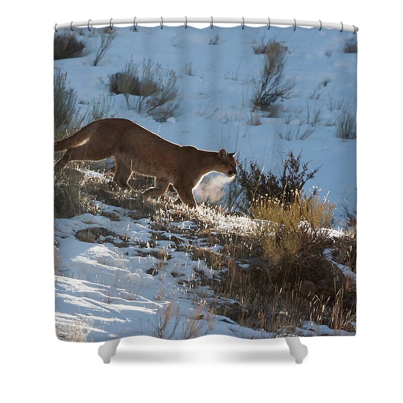 Mark Miller Photos Shower Curtain featuring the photograph Wild Mountain Lion by Mark Miller
