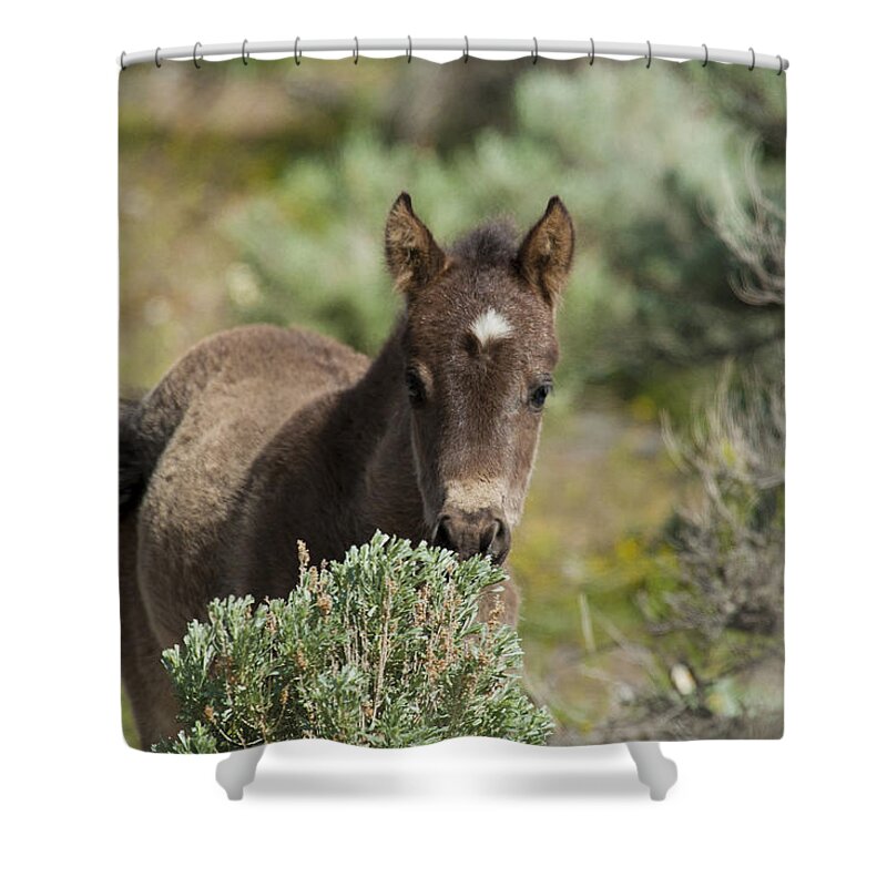 Horses Shower Curtain featuring the photograph Wild Mustang Foal by Waterdancer