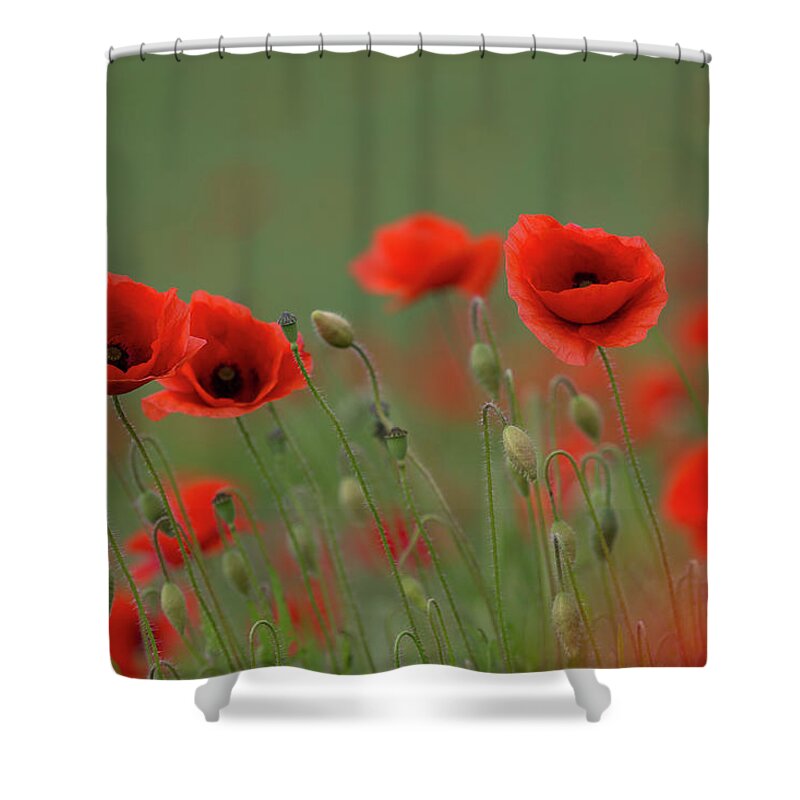 Wild Shower Curtain featuring the photograph Wild Poppies by Pete Walkden
