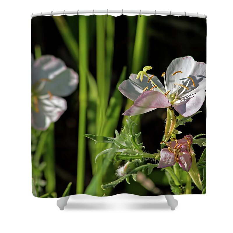 Flower Shower Curtain featuring the photograph Wild Primrose by Alana Thrower