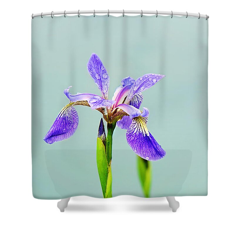Wild Iris Photo Shower Curtain featuring the photograph Wild Purple Iris Print by Gwen Gibson