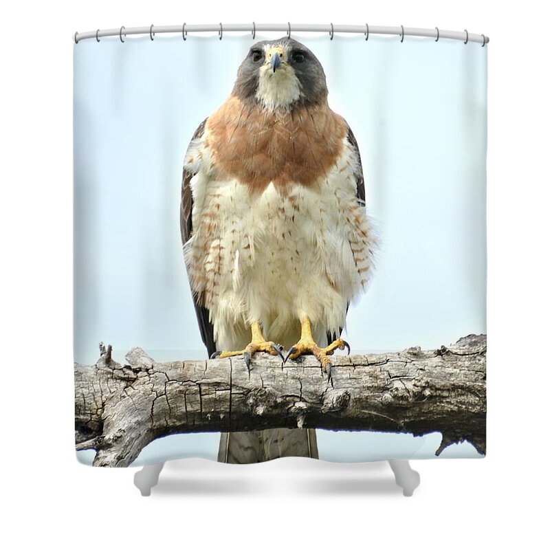Hawk Shower Curtain featuring the photograph Wild Red Tail Hawk by Amy McDaniel