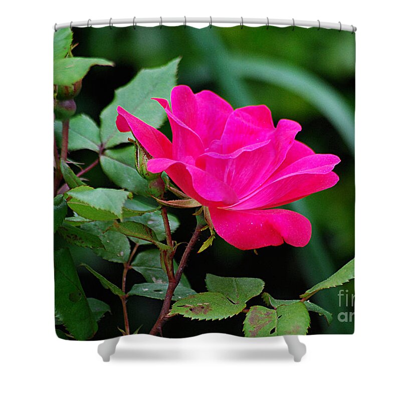 Wild Shower Curtain featuring the photograph Wild Rose 20130517_14 by Tina Hopkins