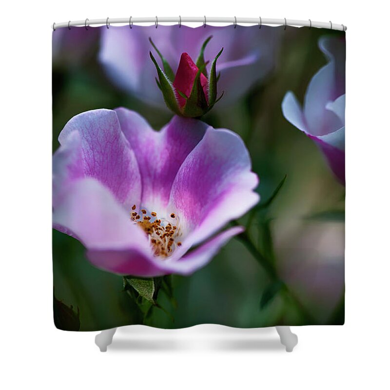  Shower Curtain featuring the photograph Wild Rose 7 by Dan Hefle