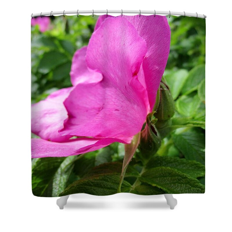 Rosehip Shower Curtain featuring the photograph Wild rose by Rosita Larsson