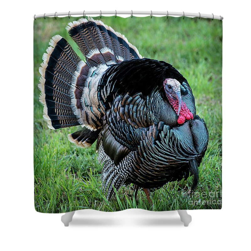Wild Turkey Shower Curtain featuring the photograph Wild Turkey - Capitol Reef National Park - Utah by Gary Whitton