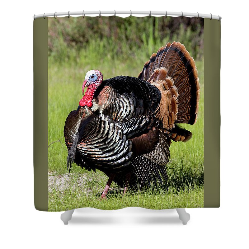 Wild Shower Curtain featuring the photograph Wild Turkey Display by Mark Miller