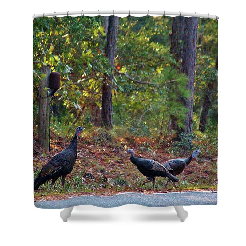 Bird Shower Curtain featuring the photograph Wild Turkeys by Cynthia Guinn