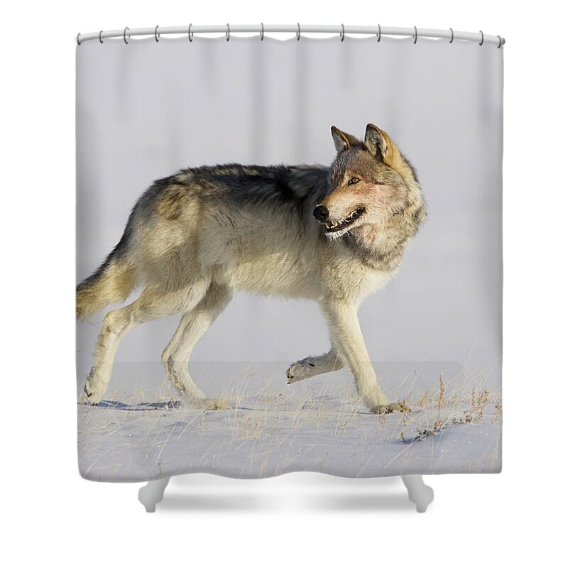Mark Miller Photos Shower Curtain featuring the photograph Wild Yellowstone Wolf in Subzero Weather by Mark Miller