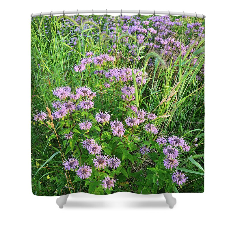 Black Eyed Susan Shower Curtain featuring the photograph Wildflower Bouquet in Glacial Park by Ray Mathis