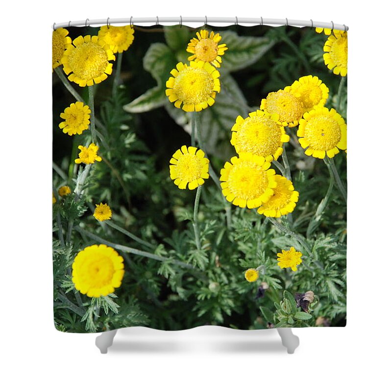 Yellow Flowers Shower Curtain featuring the photograph Wildflower Tansy by Ee Photography