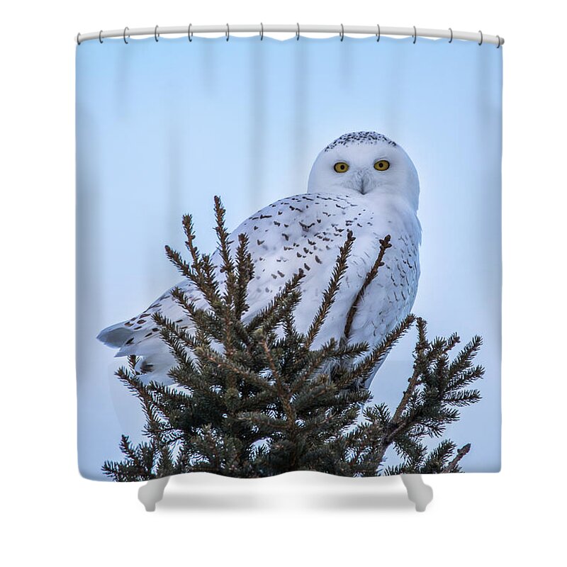 Wildlife Shower Curtain featuring the photograph Wildlife Snowy Owl -3408 by Norris Seward
