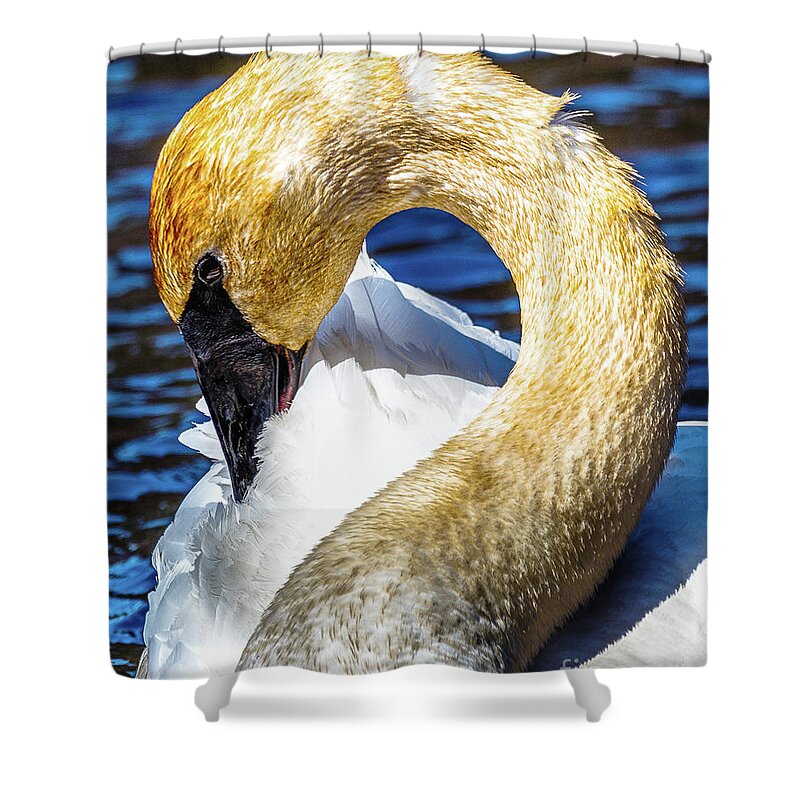 Wildlife Trumpeter Swan Shower Curtain featuring the photograph Wildlife Trumpeter Swan -9689c by Norris Seward