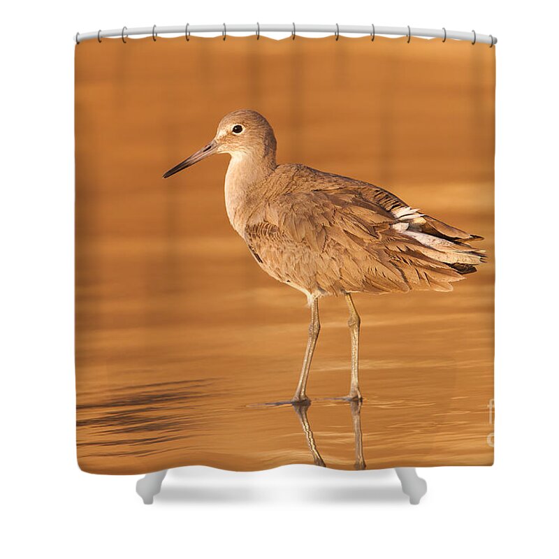 Clarence Holmes Shower Curtain featuring the photograph Willet by Clarence Holmes