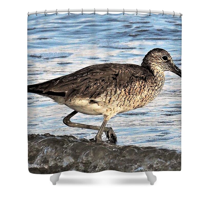 Bird Shower Curtain featuring the photograph Willet by Jerry Connally