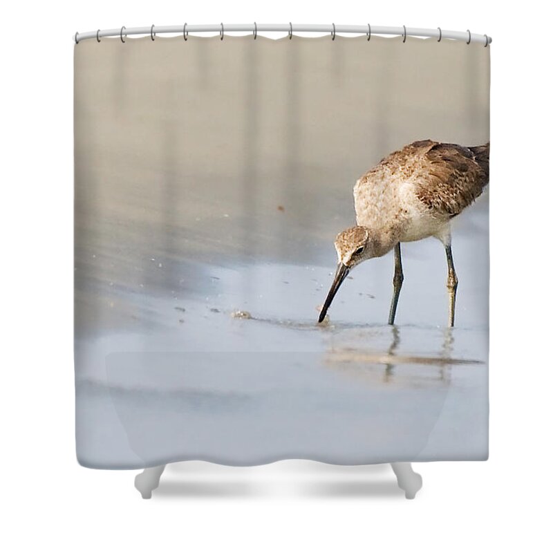 Willet Shower Curtain featuring the photograph Willet on Beach by Bob Decker