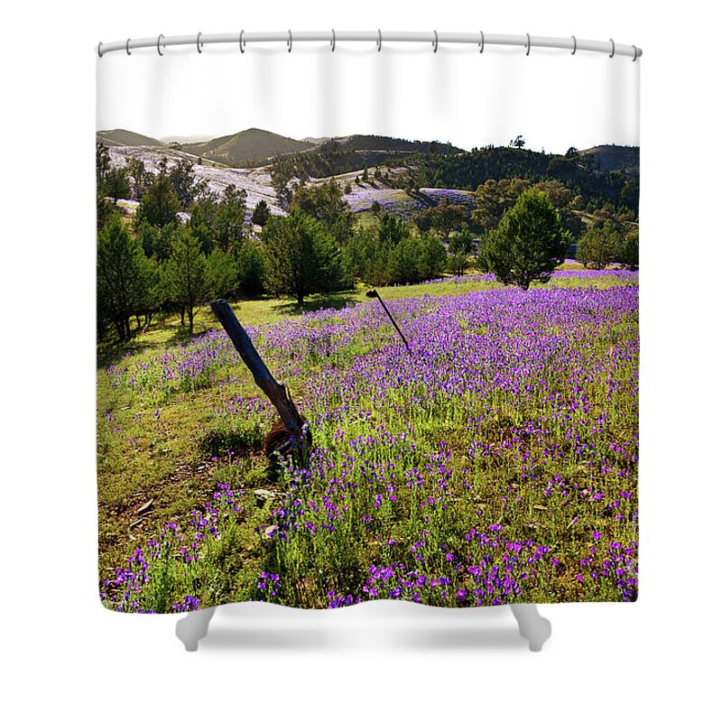 Willow Springs Station Flinders Range South Australia Australian Landscape Landscapes Outback Salvation Jane Wild Flowers Native Pine Tree Trees Shower Curtain featuring the photograph Willow Springs Station by Bill Robinson