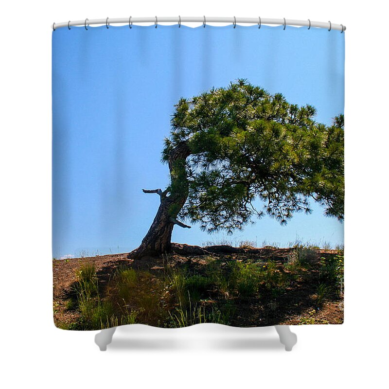 Tree Shower Curtain featuring the photograph Wind Bent Tree by SnapHound Photography