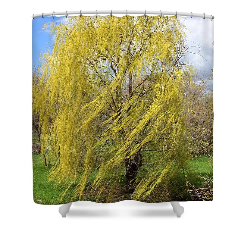 Willow Shower Curtain featuring the photograph Wind in the Willow by Viviana Nadowski