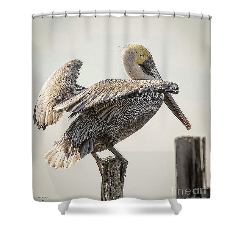 Nature Shower Curtain featuring the photograph Wind Surfing by DB Hayes