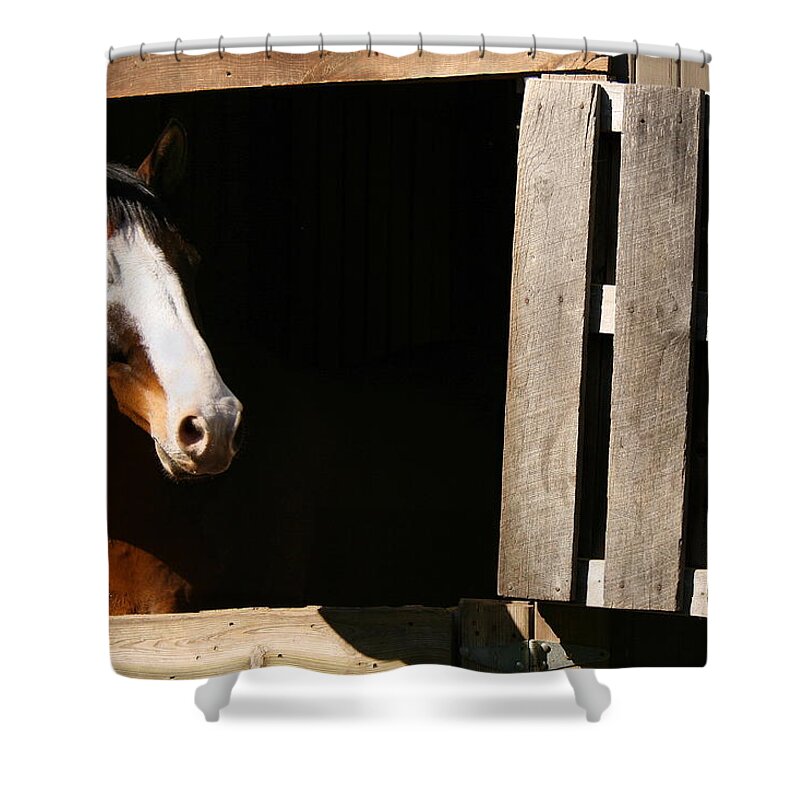 Horse Shower Curtain featuring the photograph Window by Angela Rath