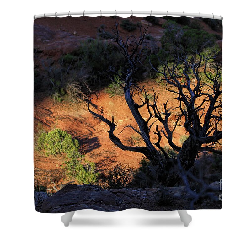 Utah Landscape; Cedar Tree Shower Curtain featuring the photograph Window Light by Jim Garrison
