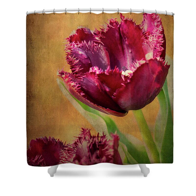 Wine Shower Curtain featuring the painting Wine Dark Tulips from my Garden by Chris Armytage