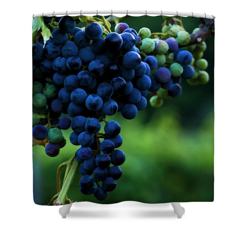  Grapes Shower Curtain featuring the photograph Wine On A Vine by Ann Bridges