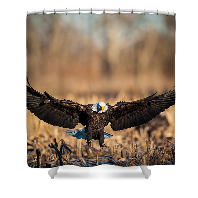 Animal Shower Curtain featuring the photograph Wing Span by Jeff Phillippi