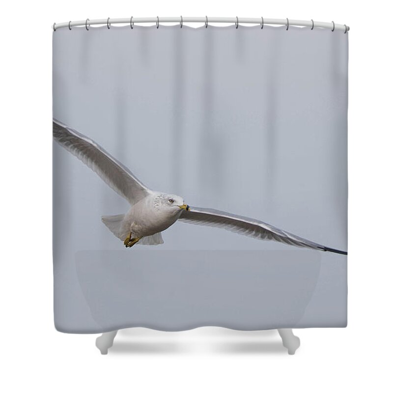 Bird Shower Curtain featuring the photograph Winged Grace by Jody Partin