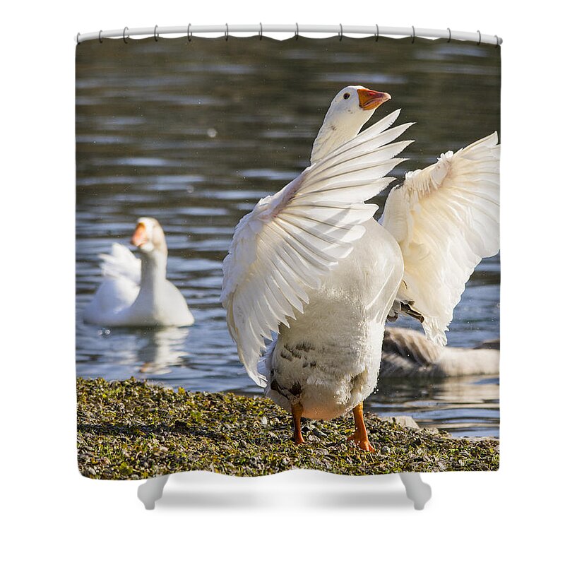 Goose Shower Curtain featuring the photograph Wings by Deborah Ritch