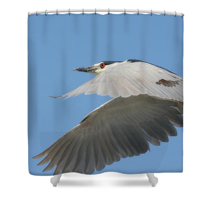 Black-crowned Night Heron Shower Curtain featuring the photograph Wings Of Fancy by Fraida Gutovich