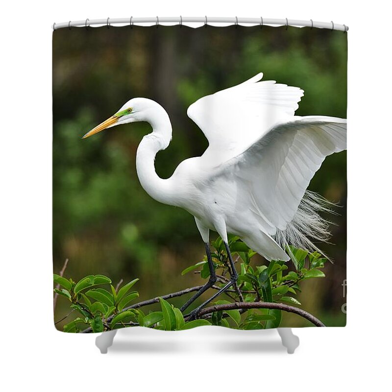 Great White Egret Shower Curtain featuring the photograph Wings Out 2 by Julie Adair