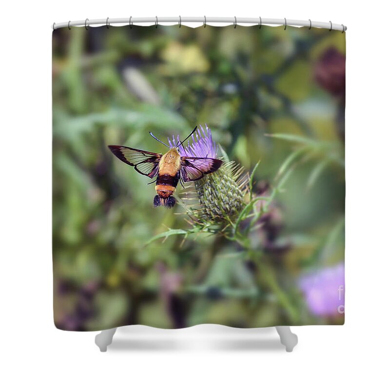 Hummingbird Moth Shower Curtain featuring the photograph Wings You Can See Through by Kerri Farley